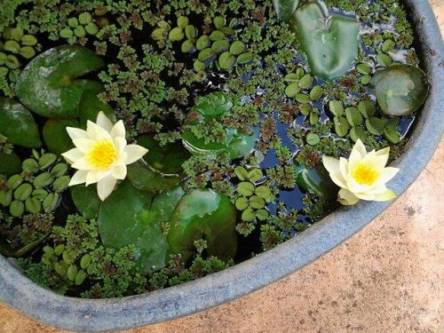 Miniature Yellow Waterlily Flowers in mini pond