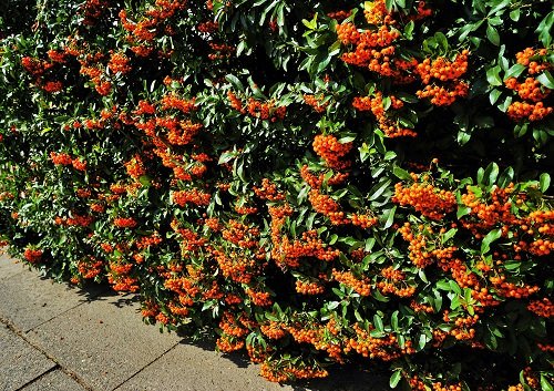 Fast Growing Privacy Shrubs