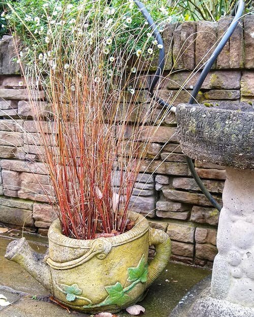 Best Ornamental Grasses for Containers 11
