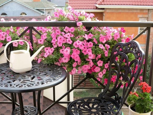 Best Flowers for Balcony Garden