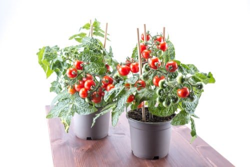 Indoor Vegetable Garden Ideas 2