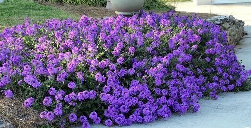 Types of Purple Flowers 