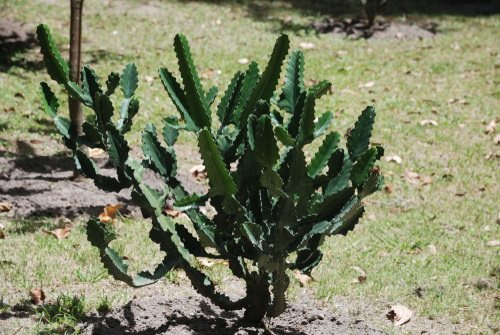 Most Popular Types of Euphorbia Varieties 14