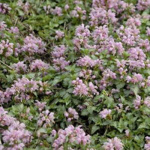 20 Best Lamium Varieties | Best Types of Dead Nettle