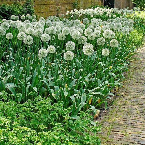 Best Allium Varieties 7