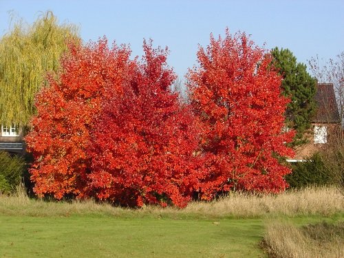 Trees With Red Leaves 10