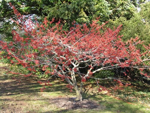 Trees With Red Flowers 18
