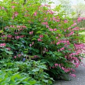 66 Best Deer Resistant Plants You Can Grow