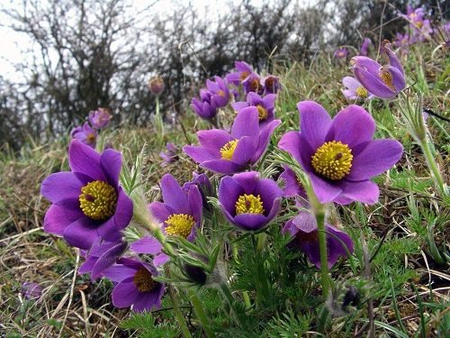 Types of Purple Flowers 8