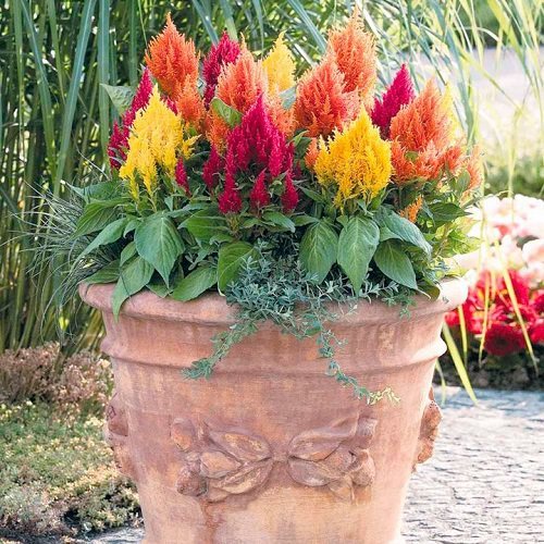 Best Flowers for Full Sun in pot