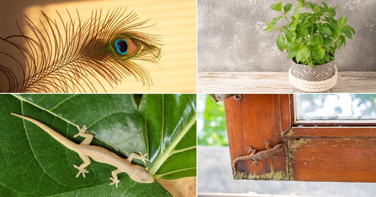 17 Ways on How to Get Rid of Lizards from Home and Garden