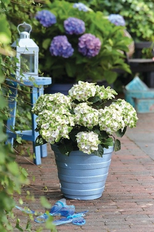 Best Shade-Loving Flowers for Containers 9