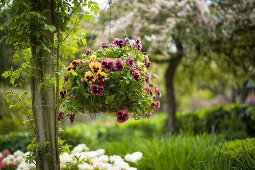 Best Hanging Basket Flowers 9