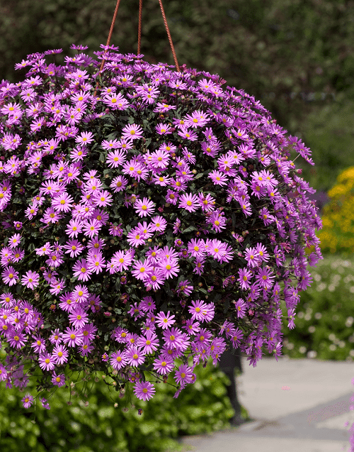 Types of Purple Flowers 11