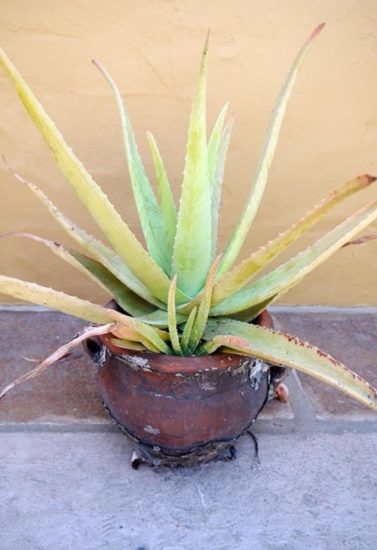 Sunburnt Aloe Vera Plant Symptoms And How To Revive It