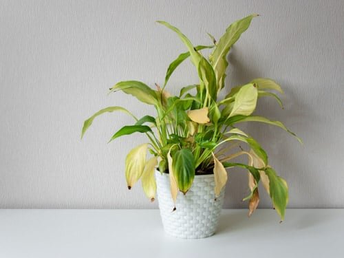 Peace Lily Brown Tips 6