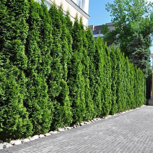 Fast Growing Privacy Shrubs 10