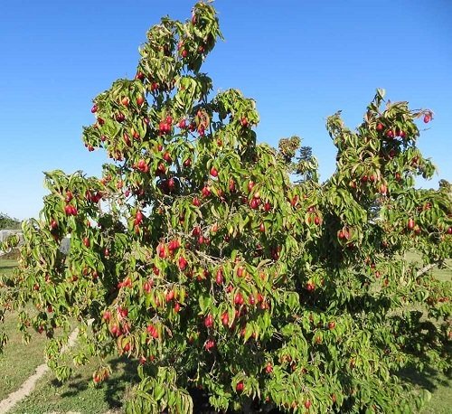 Best Cold Tolerant Fruit Trees 44