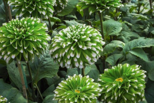 Types of Green Flowers 89