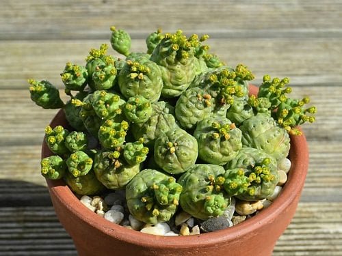 Most Popular Types of Euphorbia Varieties 18
