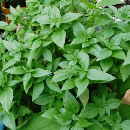 22 Types of Basil to Grow | Best Basil Varieties