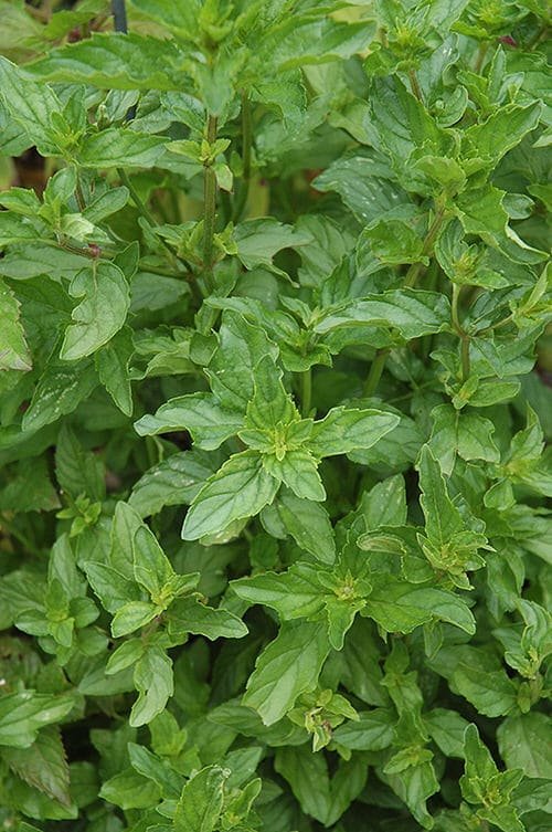 Types of Mint Varieties 70
