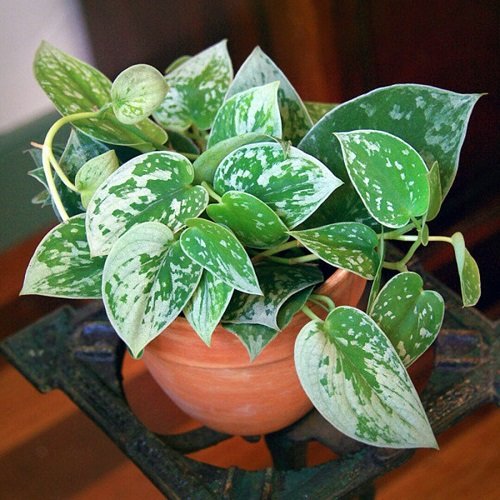 pothos varieties with white and green leaves