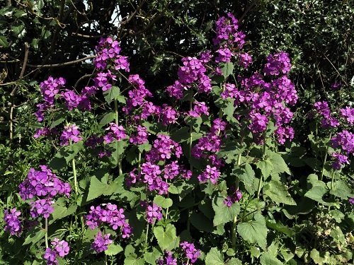 Types of Purple Flowers 88