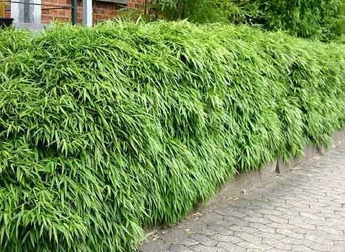 Fast Growing Privacy Shrubs 13