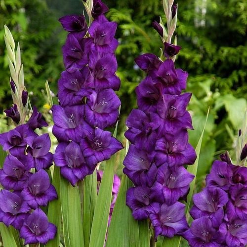 Types of Purple Flowers 100