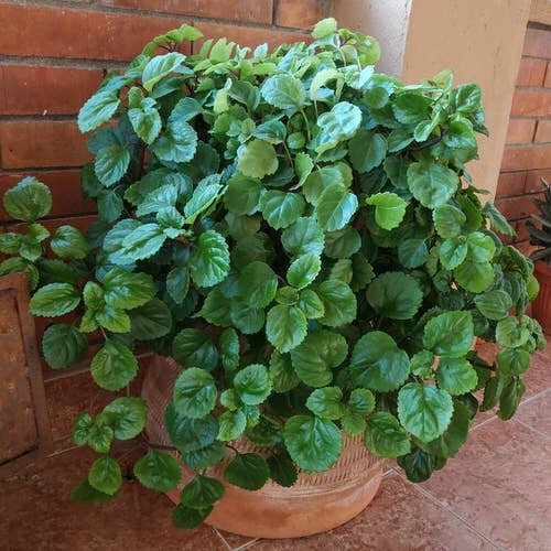 Low Light Indoor Plants Safe for Cats and Dogs 13