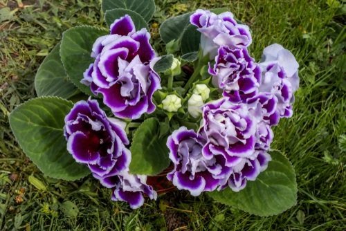 Types of Purple Flowers 2
