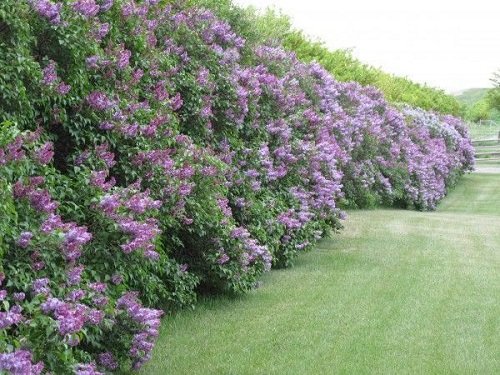 Fast Growing Privacy Shrubs 2