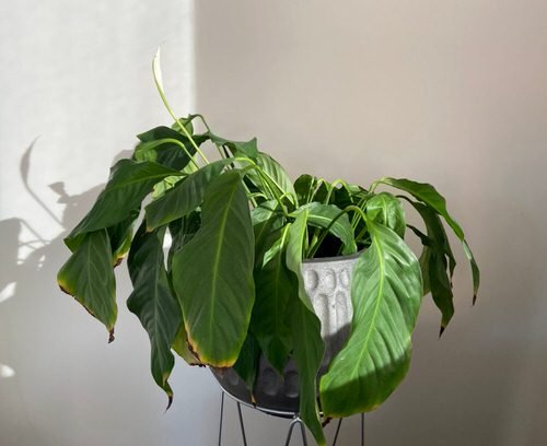 Common Peace Lily Problems 2