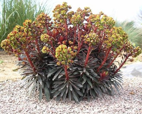 Most Popular Types of Euphorbia Varieties 8