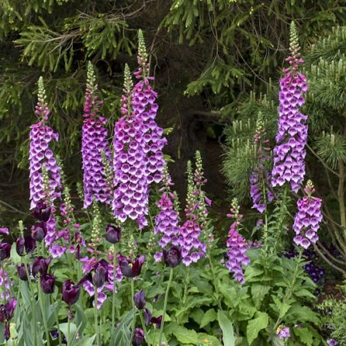 Types of Purple Flowers 67