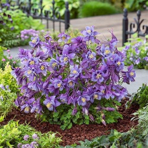 Types of Purple Flowers 256