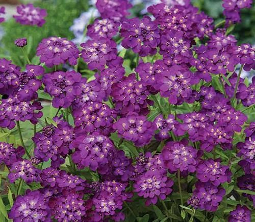 Purple Flowers 144