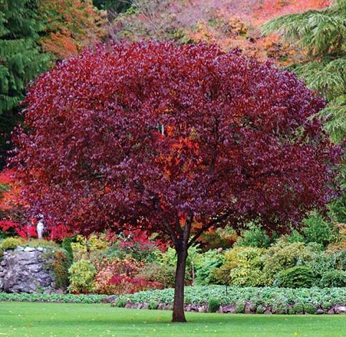 Stunning Trees With Red Leaves: A Colorful Addition to Your Yard - Ames ...
