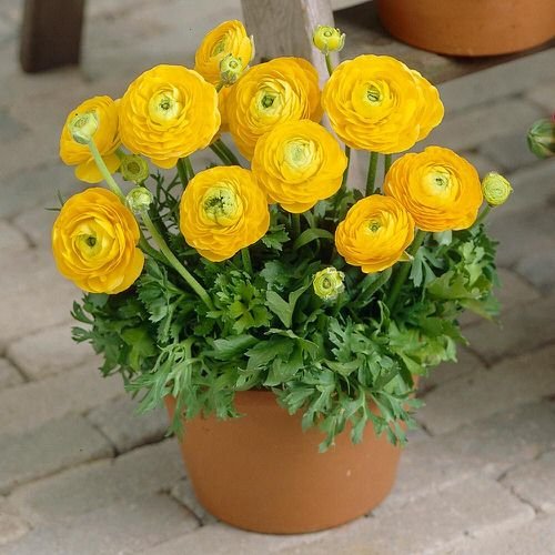 Types of Yellow Flowers 99