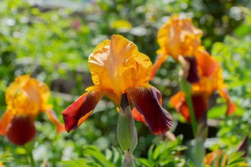 79 Best Types of Orange Flowers | Eye-Catching Orange Flower Names 24