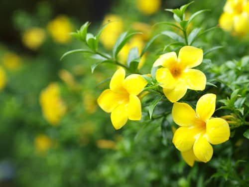 Types of Yellow Flowers 111