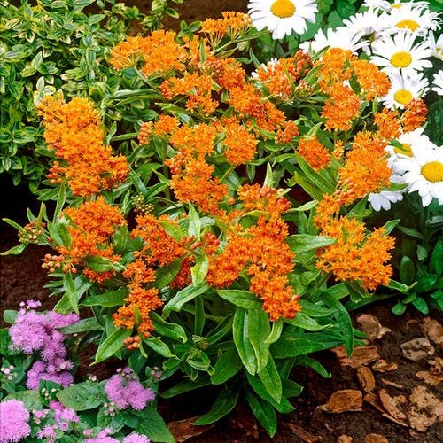 Smokebush - Orange Flowers