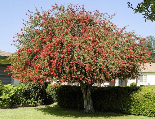 Trees With Red Flowers 6