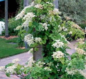 Plants for North Facing Balcony Garden