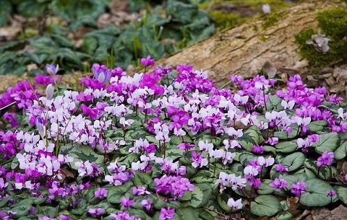 Types of Purple Flowers 3
