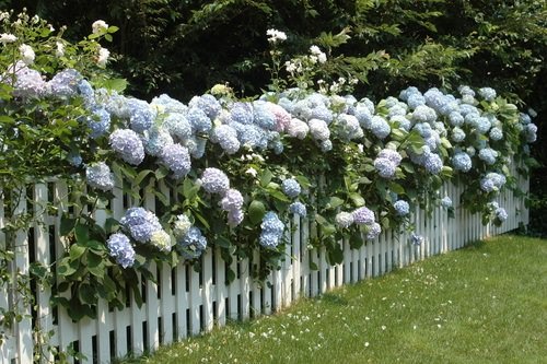 Fast Growing Privacy Shrubs 3