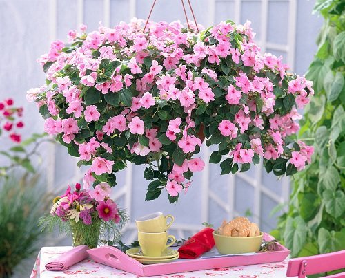 Best Hanging Basket Flowers 3