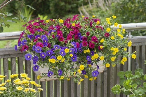 Best Flowers for Balcony Garden 3