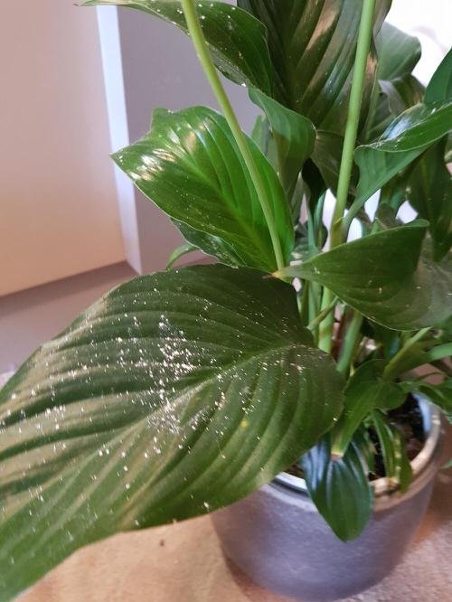 Common Peace Lily Problems 3